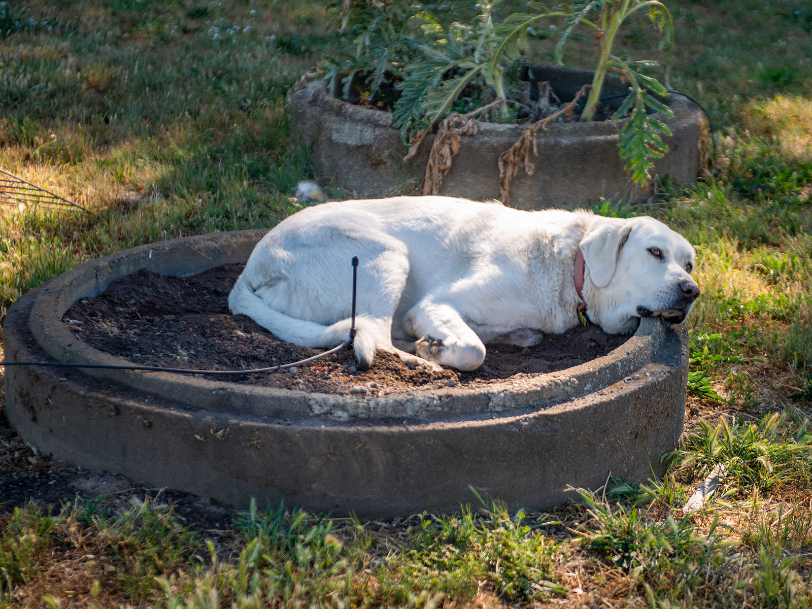 Luke in a newly prepared vegetable bed.